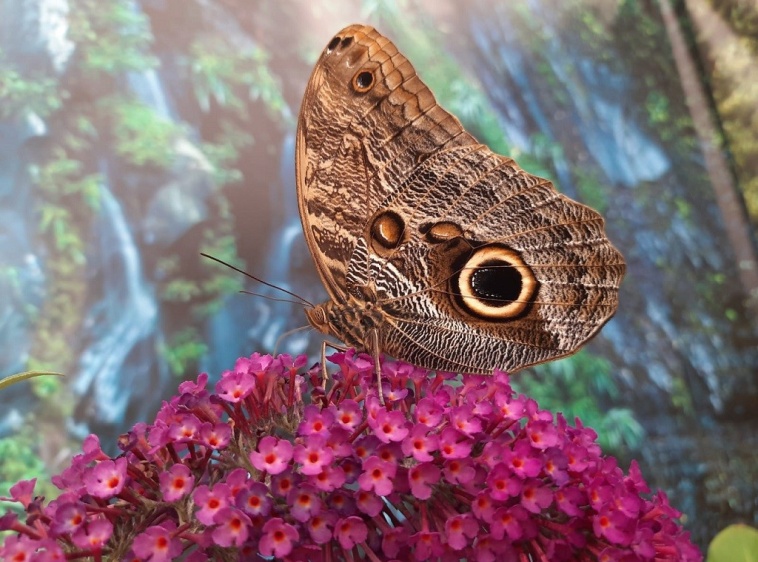 MOTYLARNIA  KARWIA 