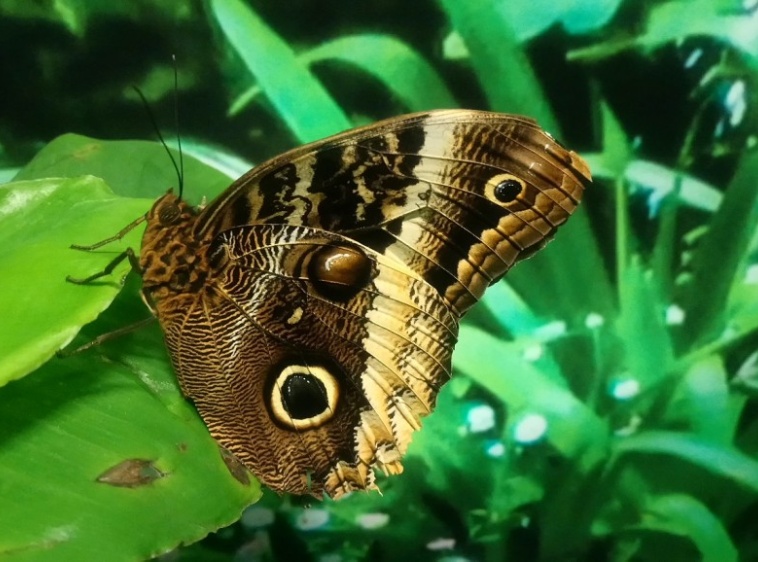 MOTYLARNIA  KARWIA 