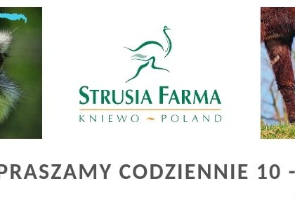 Strusia Farma - Kniewo 