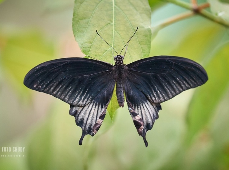 MOTYLARNIA  KARWIA 