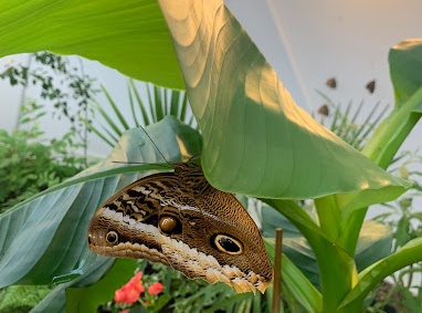 Motylarnia Rozewie 