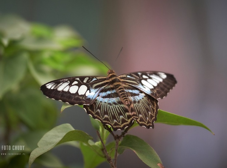 MOTYLARNIA  KARWIA 