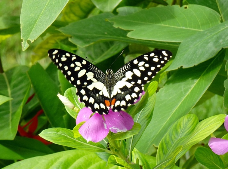 Motylarnia Rozewie 