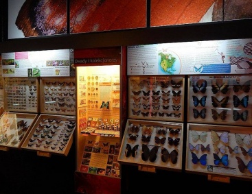Muzeum Motyli  