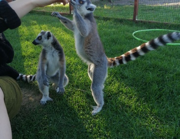 Lemur Park 