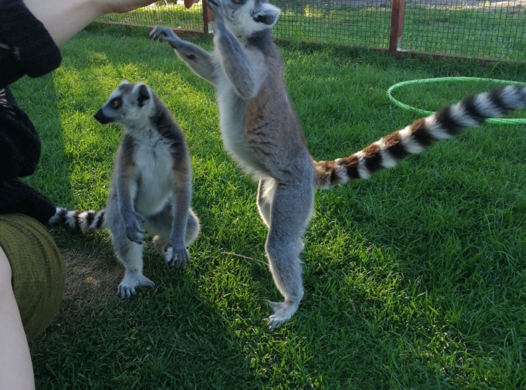 Lemur Park 