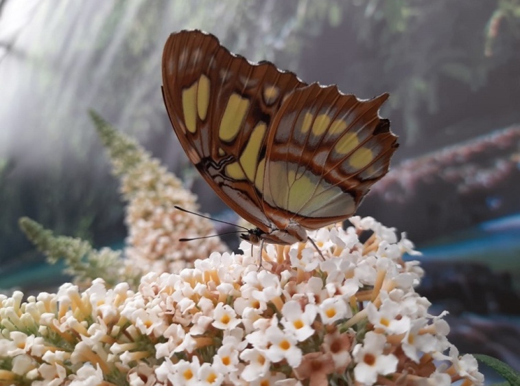 MOTYLARNIA  KARWIA 