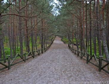Ścieżka przyrodniczo-leśna w Białogórze 