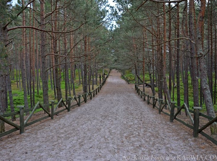 Ścieżka przyrodniczo-leśna w Białogórze 