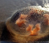 Meduza czyli chełbia morska w Bałtyku