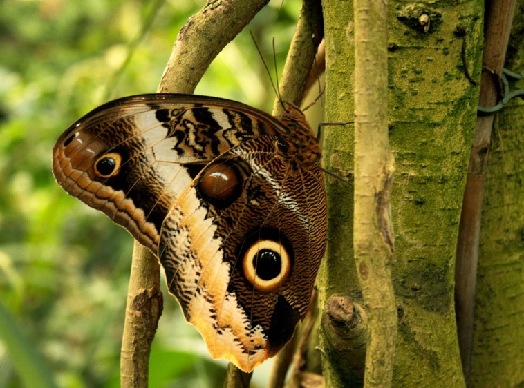 Motylarnia Rozewie 