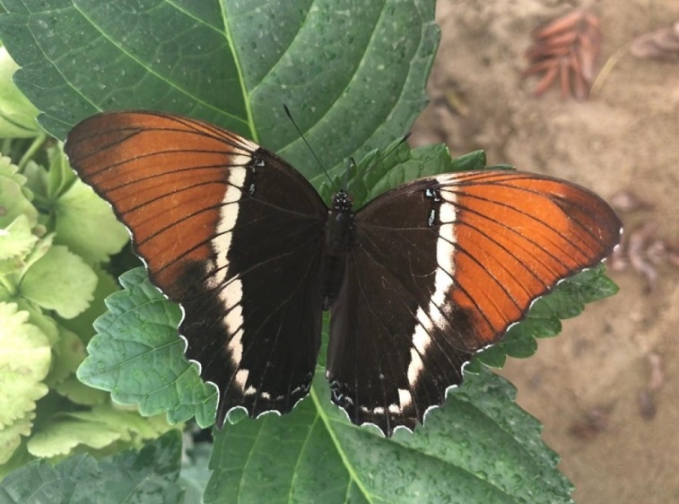 MOTYLARNIA  KARWIA 
