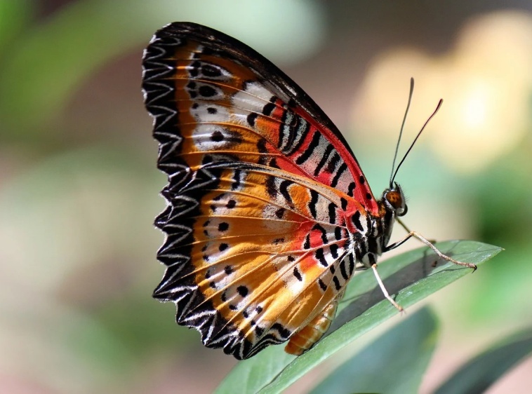 Motylarnia Rozewie 
