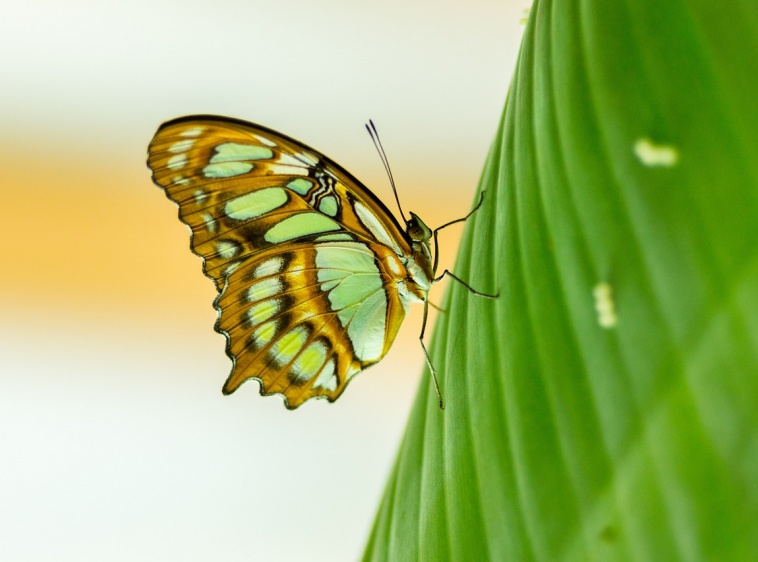Motylarnia Rozewie 