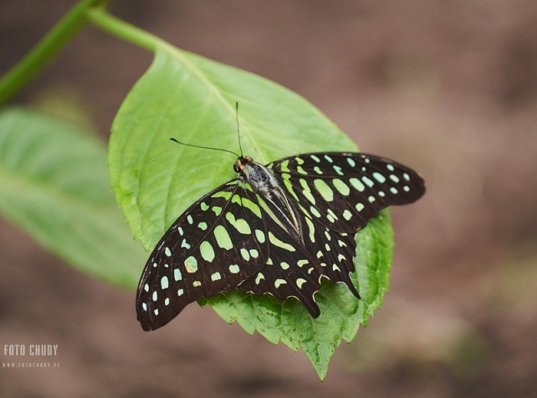 MOTYLARNIA  KARWIA 