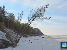 Karwia - pusta plaża z pasmem lasu sosnowego tuż koło niej.