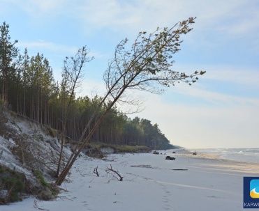 Karwia - pusta plaża z pasmem lasu sosnowego tuż koło niej.