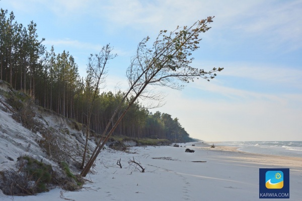 Karwia - pusta plaża z pasmem lasu sosnowego tuż koło niej.