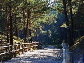 Nadmorski las w Dębkach - wejście na plażę.