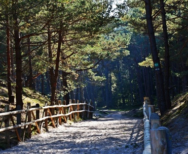 Nadmorski las w Dębkach - wejście na plażę.