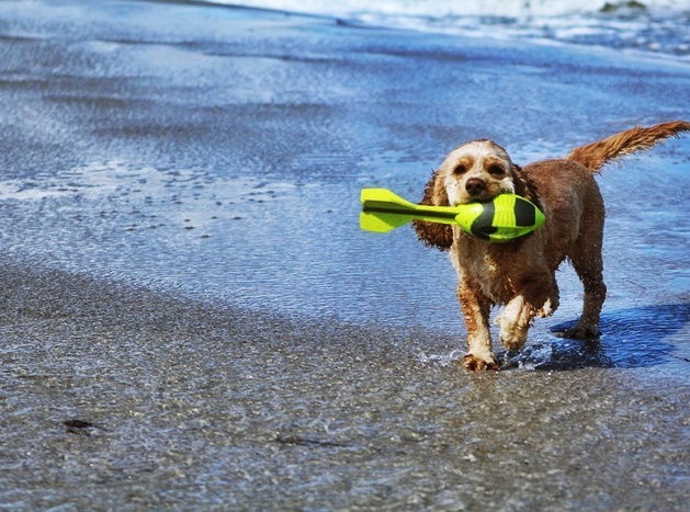 Pies na plaży ? co warto wiedzieć?